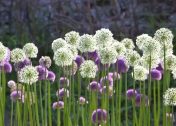 Bringing the Forest Floor to Your Garden: Native Ferns for Summer