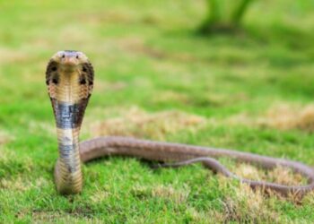 Buy Cobra Snakes Perfect For Passionate Reptile Enthusiasts