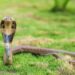 Buy Cobra Snakes Perfect For Passionate Reptile Enthusiasts
