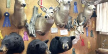 Taxidermy For Sale
